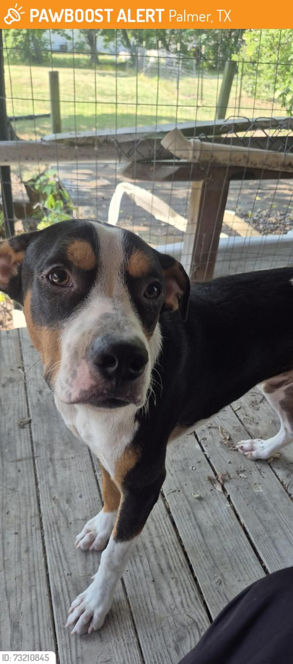 Found/Stray Male Dog last seen Jefferson and main, Palmer, TX 75152