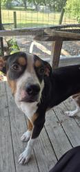 Found/Stray Male Dog last seen Jefferson and main, Palmer, TX 75152