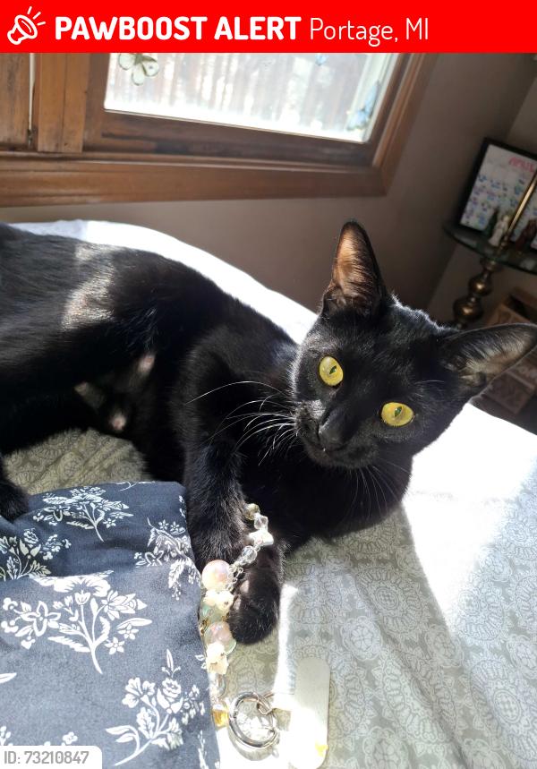 Lost Female Cat last seen Portage st, Portage, MI 49002