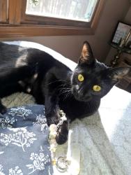 Lost Female Cat last seen Portage st, Portage, MI 49002