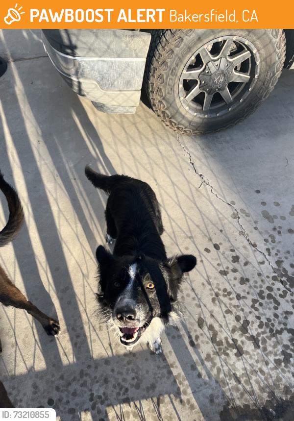 Found/Stray Unknown Dog last seen Marion Dr, Bakersfield, CA 93307