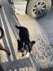 Found/Stray Unknown Dog last seen Marion Dr, Bakersfield, CA 93307