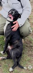 Lost Male Dog last seen Corio, Corio, VIC 3214