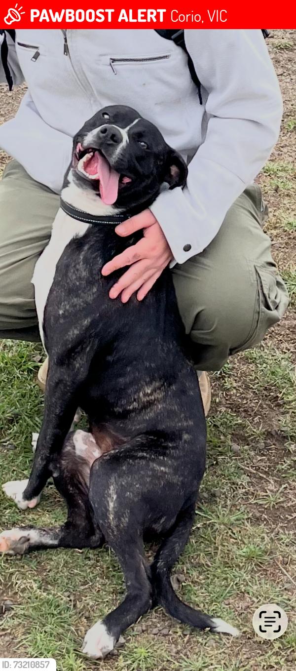 Lost Male Dog last seen Corio, Corio, VIC 3214