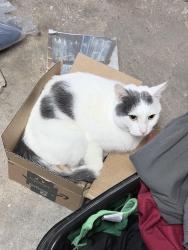 Reunited Male Cat last seen Westmoreland and overland, Wilmington, DE 19804