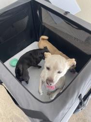 Reunited Male Dog last seen Ventur Park, Thousand Oaks, CA 91320