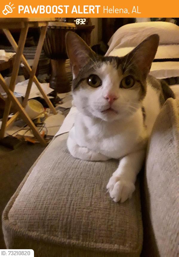 Found/Stray Male Cat last seen Cedar Bend Dr Helena Al 35080, Helena, AL 35080