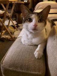 Found/Stray Male Cat last seen Cedar Bend Dr Helena Al 35080, Helena, AL 35080