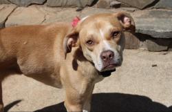 Reunited Female Dog last seen Near Buford Dr. Morganton, NC, Morganton, NC 28655