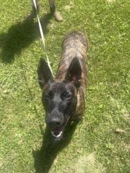Reunited Female Dog last seen Walnut hill rd and plum trees rd, Bethel, CT 06801