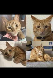 Lost Male Cat last seen 2nd Cav and mauldin street, El Paso, TX 79904