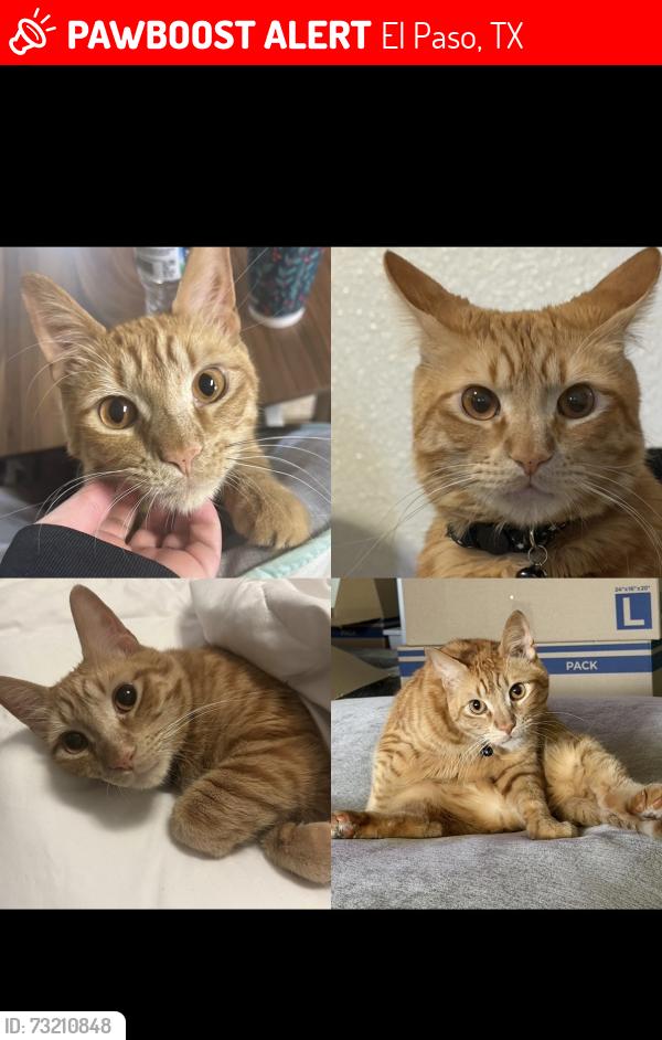 Lost Male Cat last seen 2nd Cav and mauldin street, El Paso, TX 79904