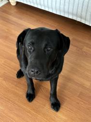 Found/Stray Male Dog last seen Behind the Home Depot off the 17, Mount Pleasant, SC 29466
