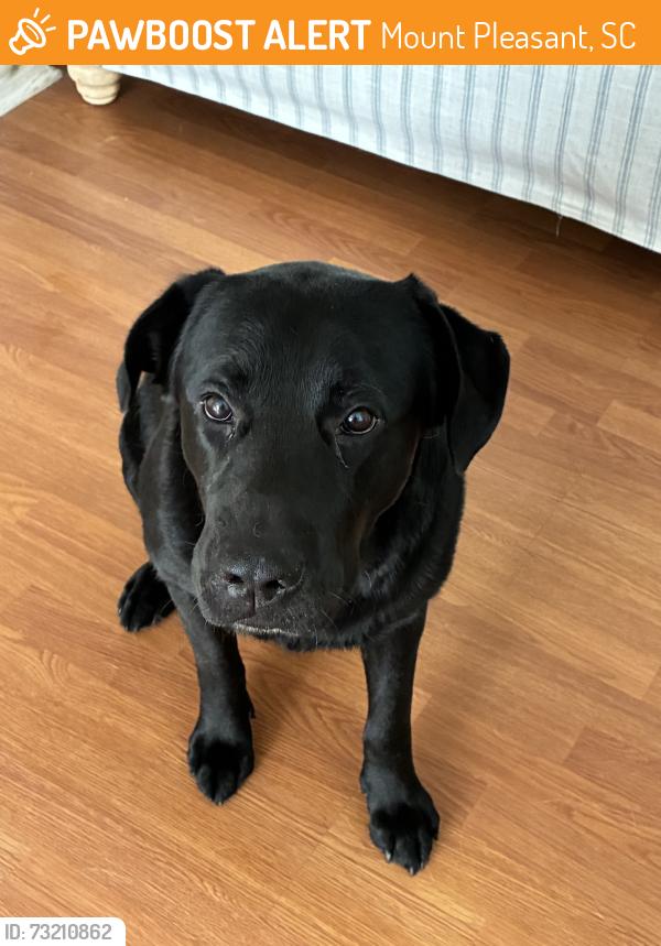Found/Stray Male Dog last seen Behind the Home Depot off the 17, Mount Pleasant, SC 29466