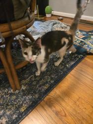 Found/Stray Unknown Cat last seen Bus station, Winston-Salem, NC 27101