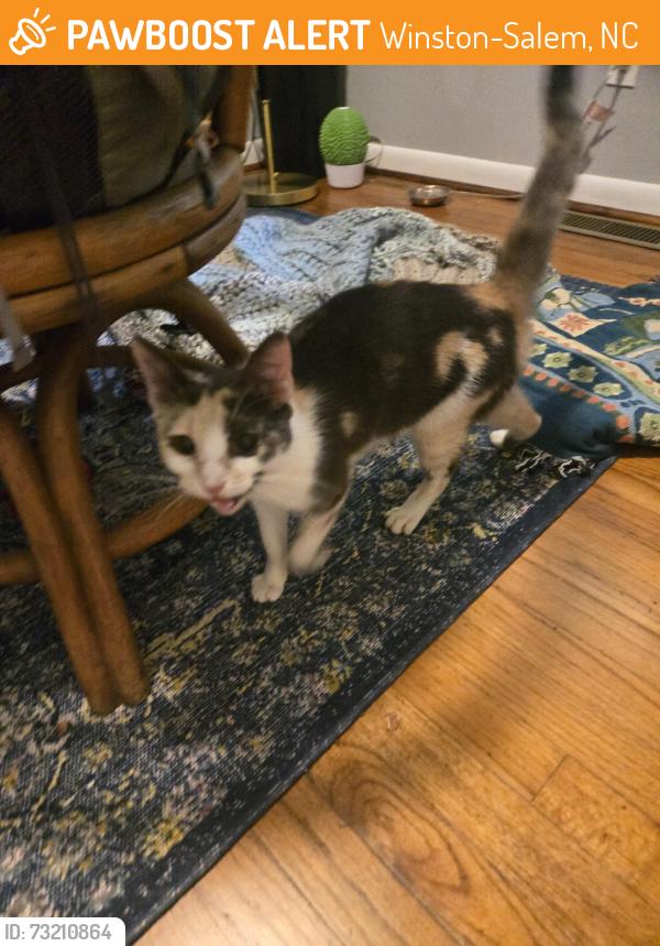 Found/Stray Unknown Cat last seen Bus station, Winston-Salem, NC 27101