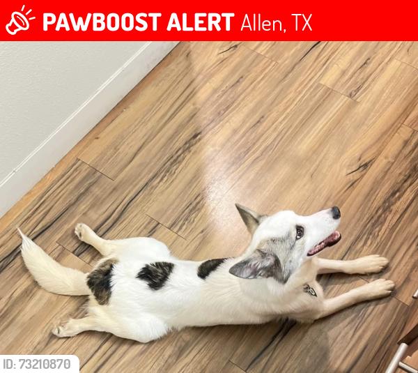 Lost Male Dog last seen Near Story elementary, Allen, TX 75002