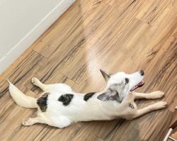 Lost Male Dog last seen Near Story elementary, Allen, TX 75002