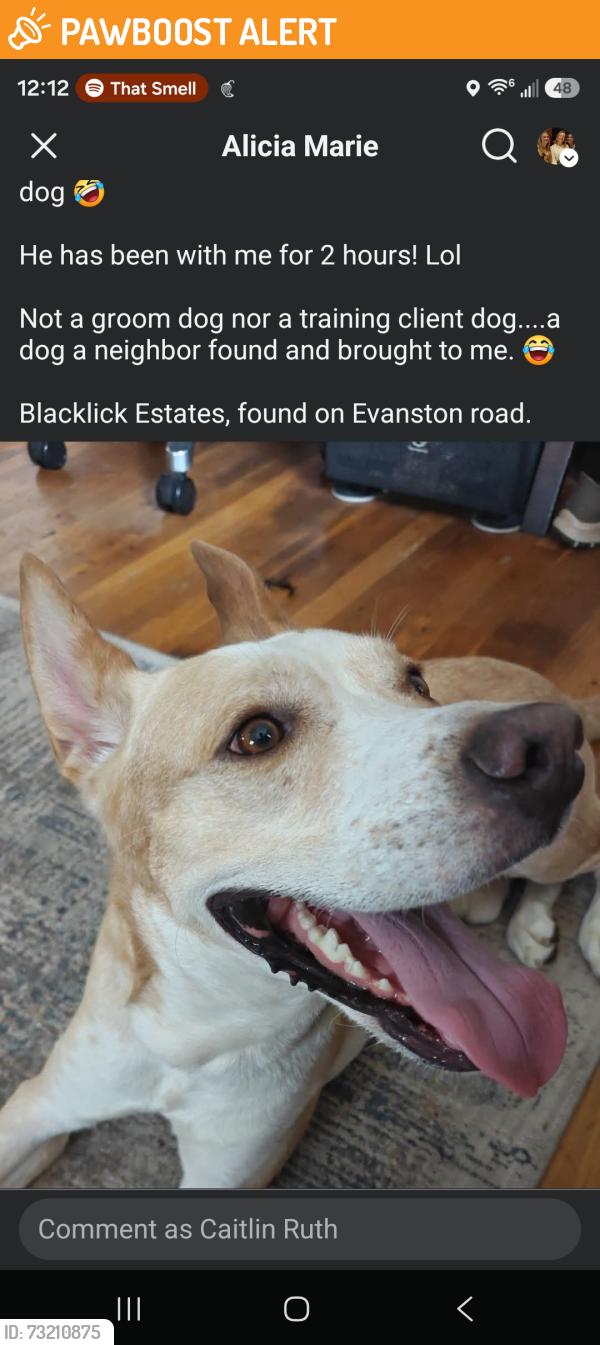 Found/Stray Male Dog last seen Evanston Road blacklick, Blacklick Estates, OH 43232