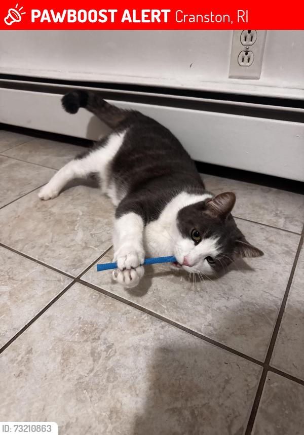 Lost Male Cat last seen Seen in neighbor’s yard on Holland St, Cranston, RI 02920