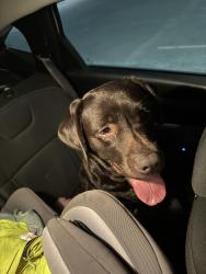 Found/Stray Female Dog last seen 71st and mingo, Tulsa, OK 74133
