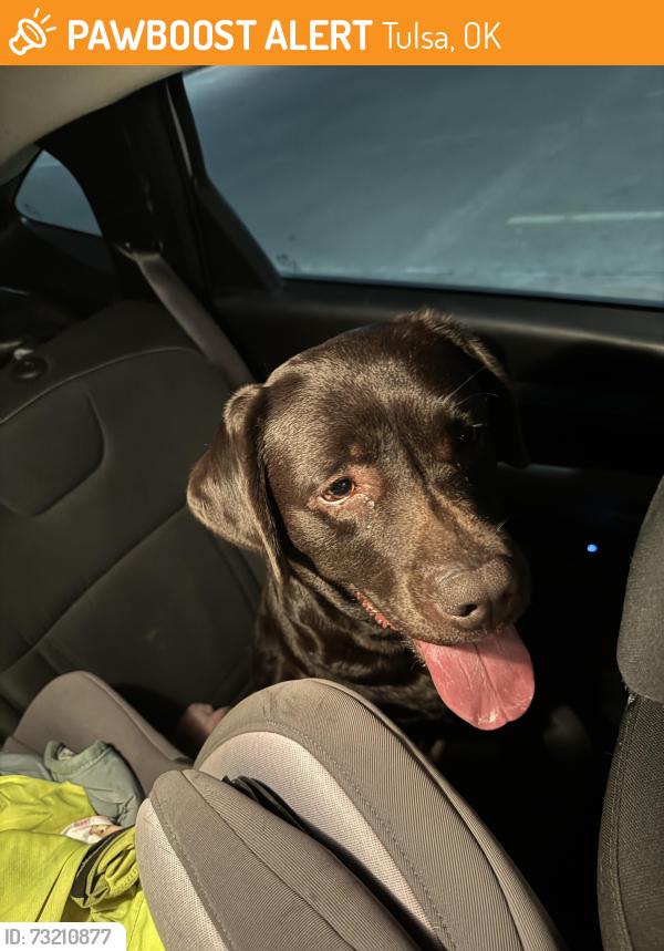 Found/Stray Female Dog last seen 71st and mingo, Tulsa, OK 74133