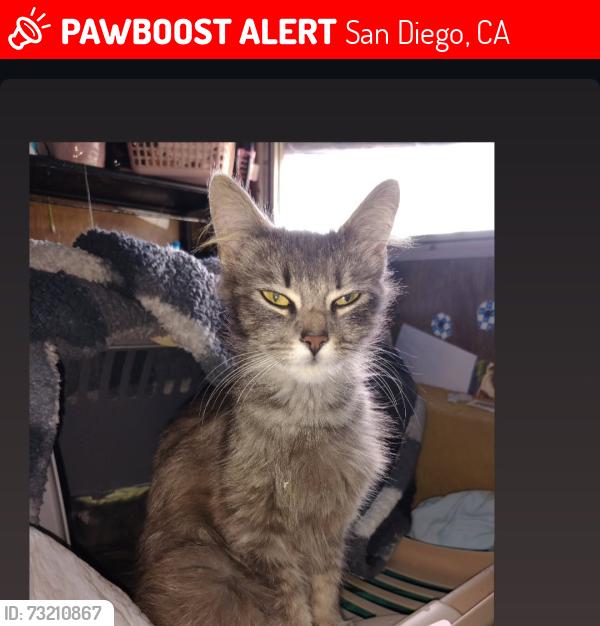 Lost Female Cat last seen Near Wunderlin, San Diego, CA 92114