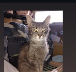 Lost Female Cat last seen Near Wunderlin, San Diego, CA 92114