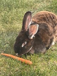 Found/Stray Unknown Rabbit last seen Deer park, Red Deer, Moore, OK 73160