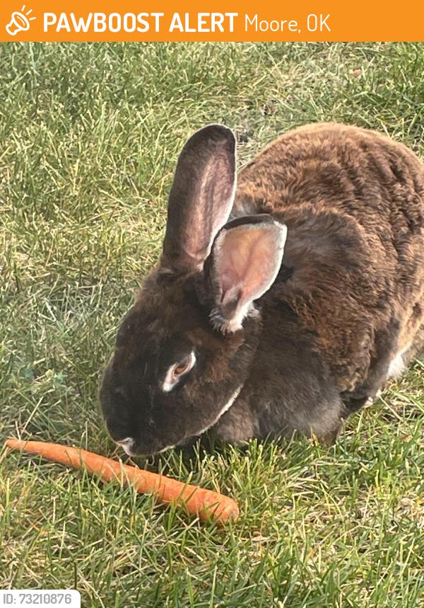 Found/Stray Unknown Rabbit last seen Deer park, Red Deer, Moore, OK 73160