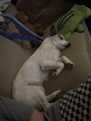 Reunited Male Dog last seen Story elementary, Allen, TX 75002
