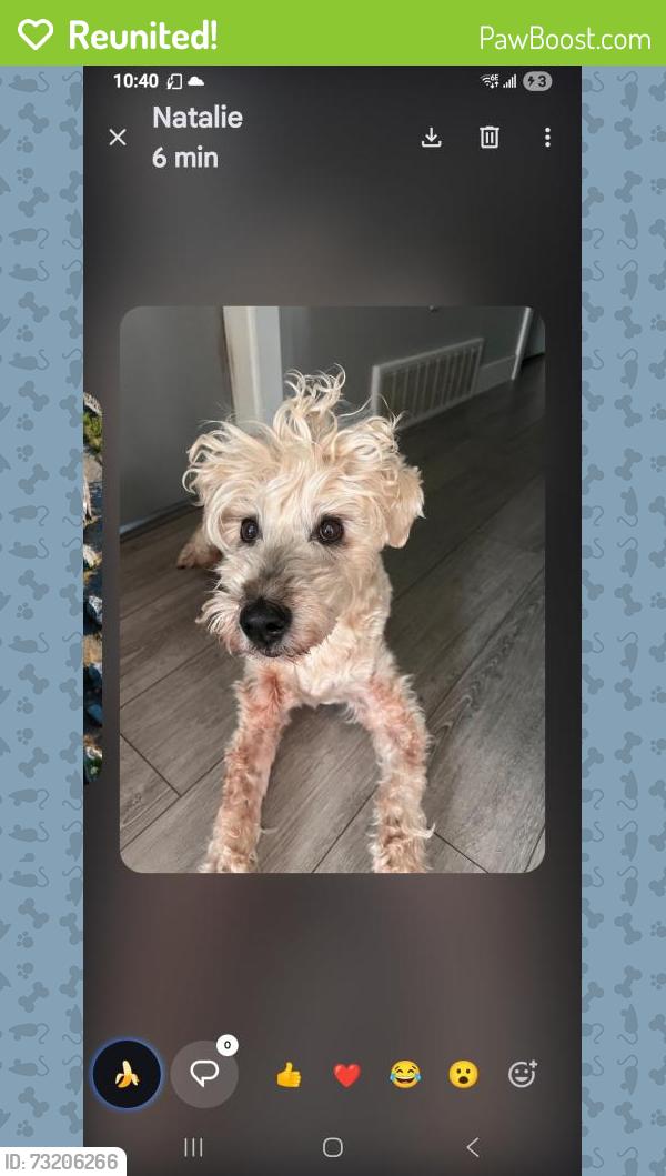Reunited Male Dog last seen Near blue mountain st, Coquitlam, BC V3J 4T1