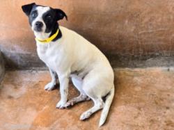 Shelter Stray Female Dog last seen , 14409 Vanowen St, Van Nuys, CA 91405, USA