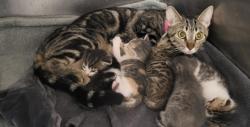 Shelter Stray Female Cat last seen , 14409 Vanowen St, Van Nuys, CA 91405, USA