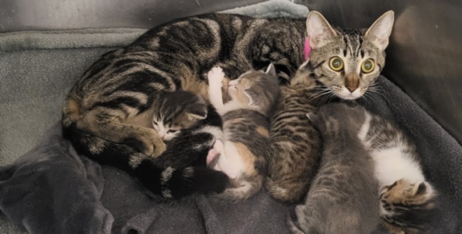 Shelter Stray Female Cat last seen , 14409 Vanowen St, Van Nuys, CA 91405, USA