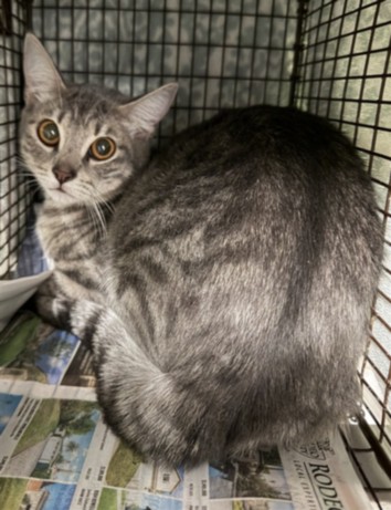 Shelter Stray Female Cat last seen , 14409 Vanowen St, Van Nuys, CA 91405, USA