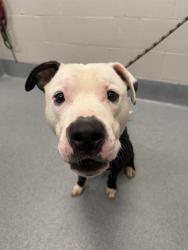 Shelter Stray Male Dog last seen Near, 2600 S Harding St, Indianapolis, IN 46221, USA