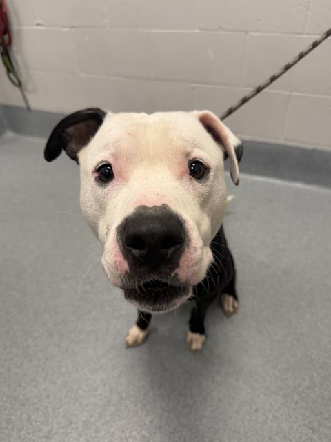 Shelter Stray Male Dog last seen Near, 2600 S Harding St, Indianapolis, IN 46221, USA