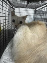 Shelter Stray Female Cat last seen , 14409 Vanowen St, Van Nuys, CA 91405, USA