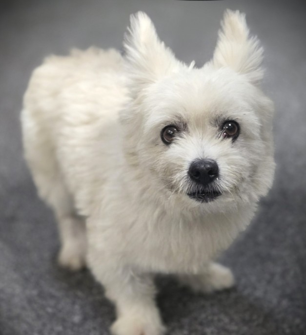 Shelter Stray Male Dog last seen , 3201 Lacy St, Los Angeles, CA 90031, USA