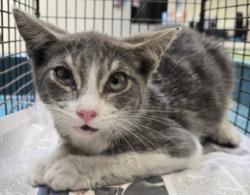 Shelter Stray Male Cat last seen , 3201 Lacy St, Los Angeles, CA 90031, USA