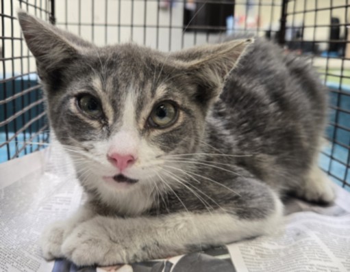 Shelter Stray Male Cat last seen , 3201 Lacy St, Los Angeles, CA 90031, USA