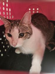 Shelter Stray Female Cat last seen , 3201 Lacy St, Los Angeles, CA 90031, USA
