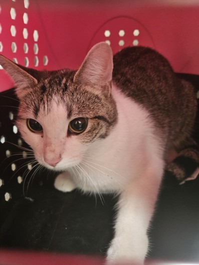 Shelter Stray Female Cat last seen , 3201 Lacy St, Los Angeles, CA 90031, USA