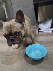 Reunited Male Dog last seen Pecos and East Carey, North Las Vegas, NV 89030
