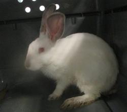 Shelter Stray Unknown Other last seen ADANDONED 9701 COUNTRY CLUB DRIVE, 2811 SE 29th St, Oklahoma City, OK 73129, USA
