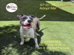 Shelter Stray Female Dog last seen , 1850 W 60th St, Los Angeles, CA 90047, USA