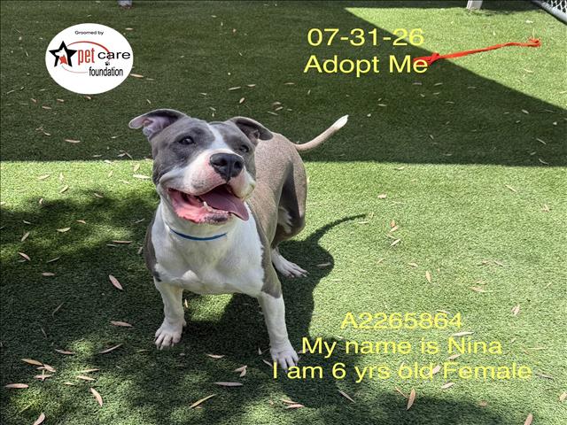 Shelter Stray Female Dog last seen , 1850 W 60th St, Los Angeles, CA 90047, USA