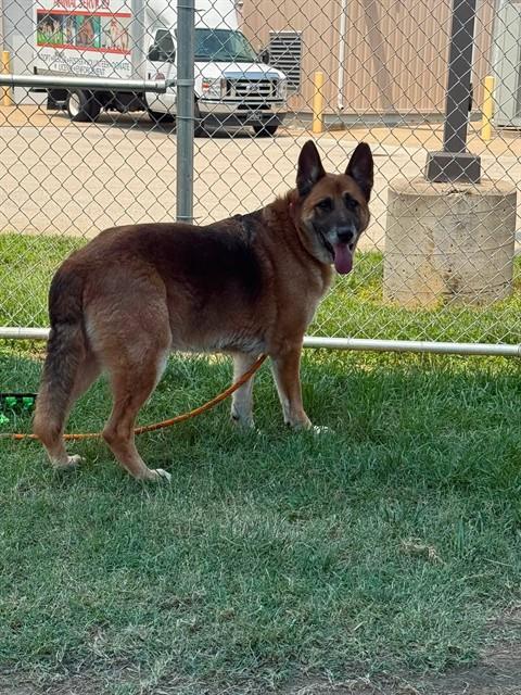 Shelter Stray Male Dog last seen Near BLK ALETHA DR, 3528 Newburg Rd, Louisville, KY 40218, USA