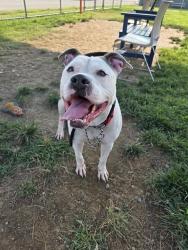 Shelter Stray Male Dog last seen Near BLOCK E INDIAN TRAIL, 3528 Newburg Rd, Louisville, KY 40218, USA
